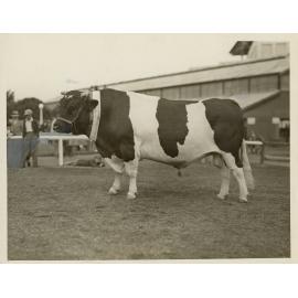 Champion Friesian Bull 'Prince Paxton', 1930