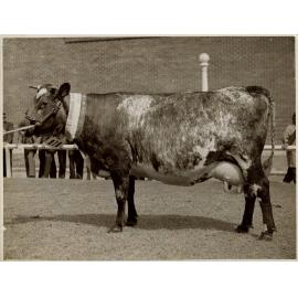 Champion Australian Illawarra Shorthorn Cow, 1938