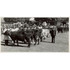 'Sunnyview Jem 8th' at Brisbane, 1948