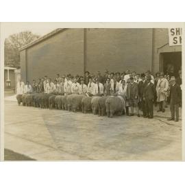 Champion Sheep Lineup, c.1930