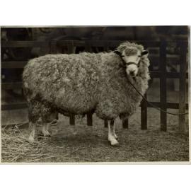Grand Champion English Leicester ram, 1929