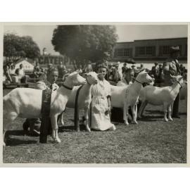 Goats at the Show, c.1950-1953