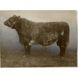 'Quattas Duke of Derrimut 35th', 1931