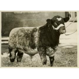 Bull Calf, 1937