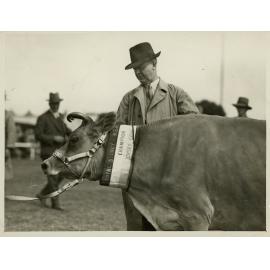Sir Samuel Hordern Inspecting Cow, c.1915
