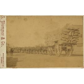 Team of Draught Horses, 1891