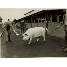 Sow Walking Near Stalls, c.1930