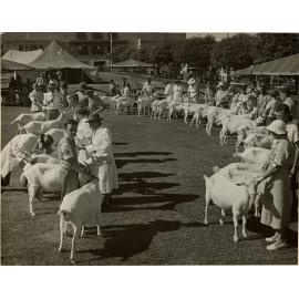 Goat Judging at the Show, 1956