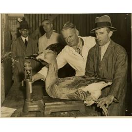Men Weighing a Goose, c.1950