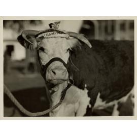 Champion Hereford Cow