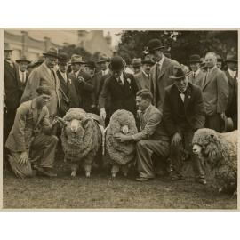 Grand Champion Merino Ram & Ewe, 1933