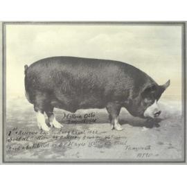 Prize Winning Pig, 1925
