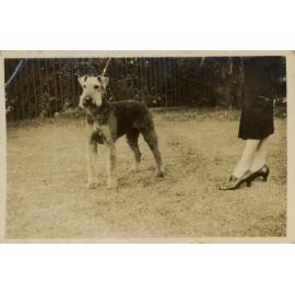 Terrier 