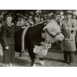 Mrs Rice with Prize Hereford, 1954