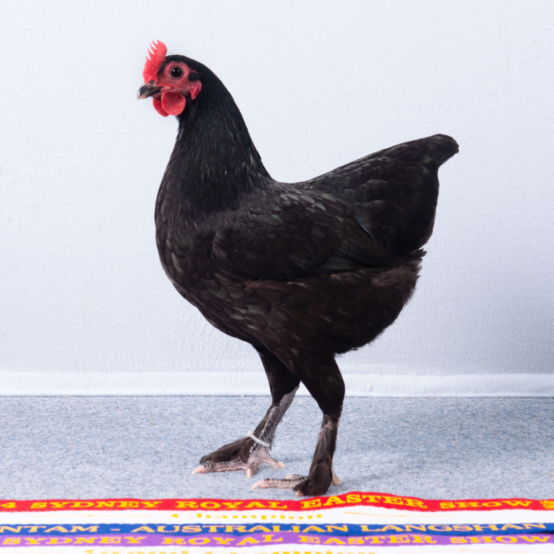 Poultry Perpetual Trophies