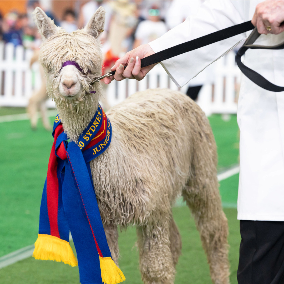 Alpaca Perpetual Trophies