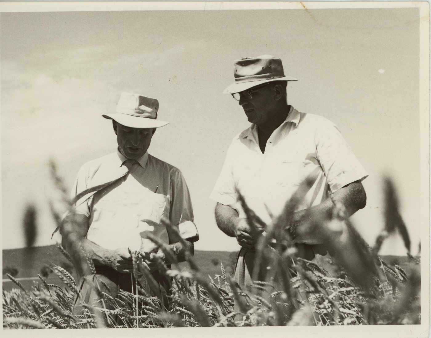 Field Wheat Competition Heritage Highlight