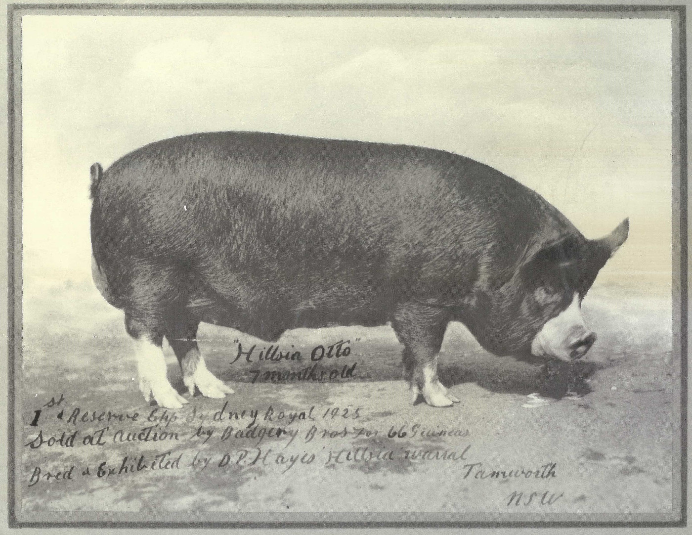 Pig Auctions Heritage Highlight