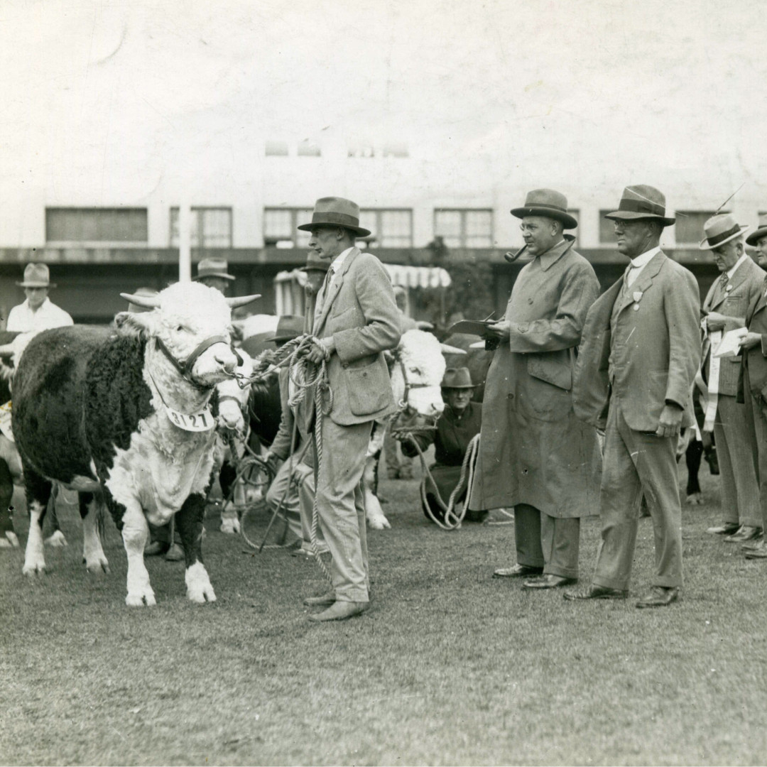 Cattle Competition History