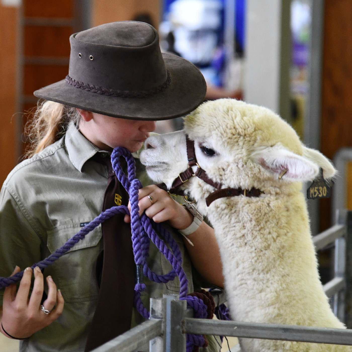Alpaca Competition History