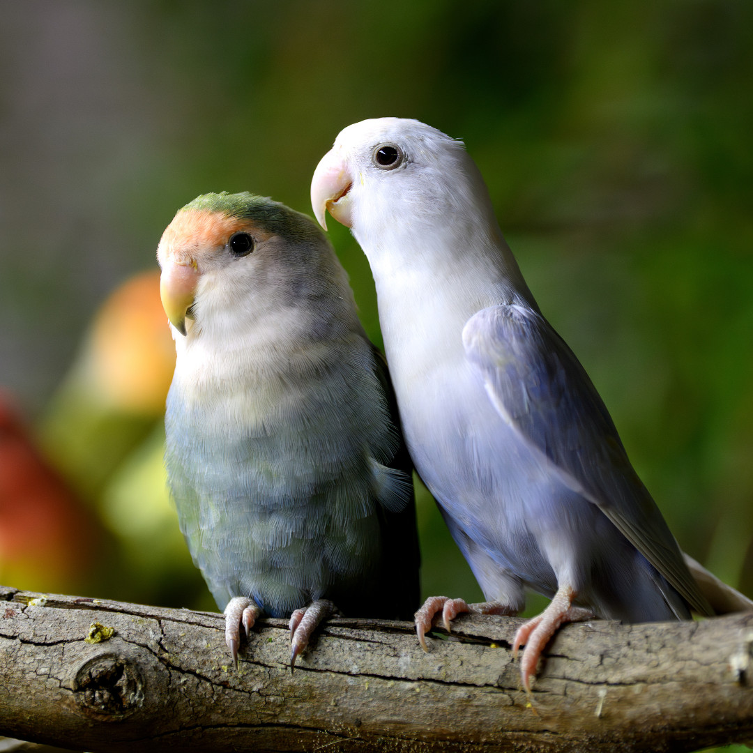 Aviary Birds Competition History