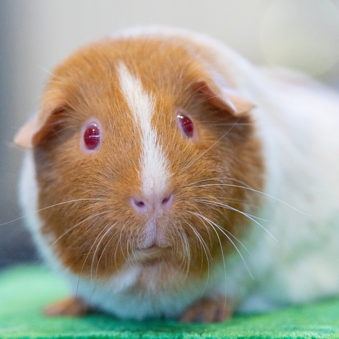 Cavy Competition History