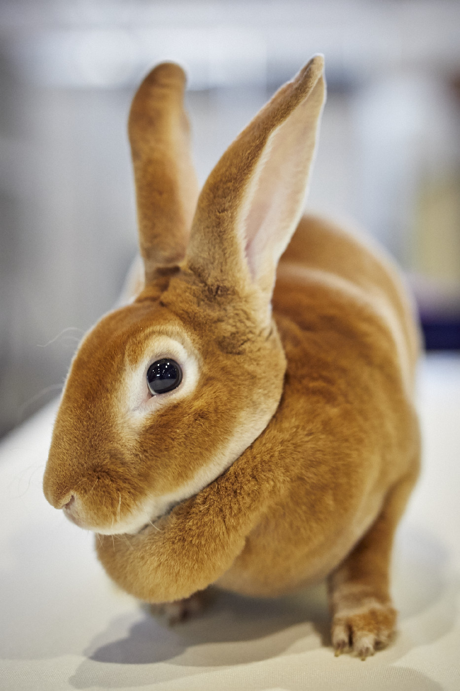 Rabbit Competition History