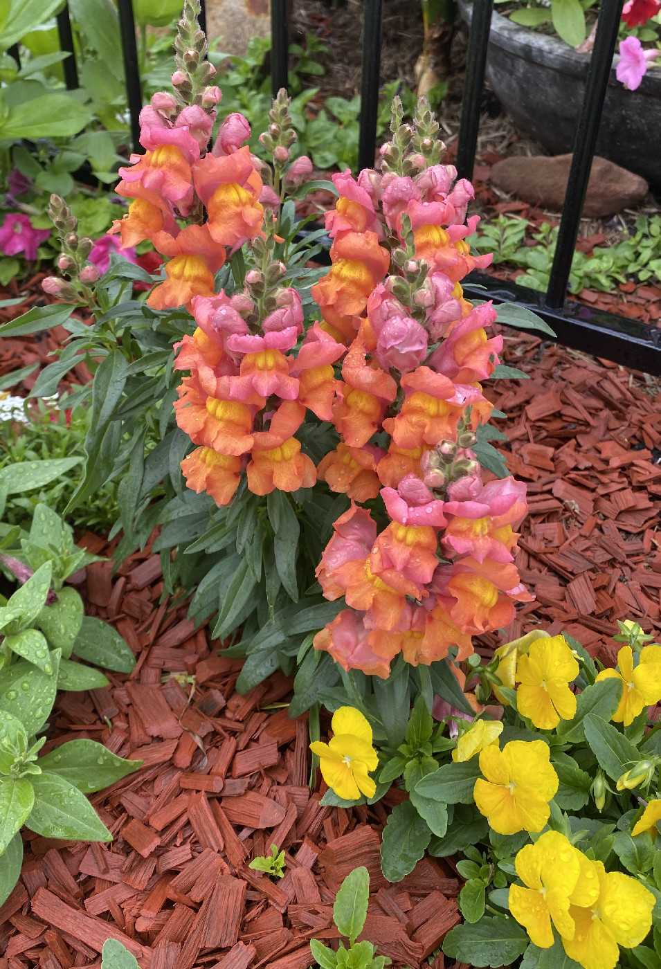 Sydney Spring Garden Competition History