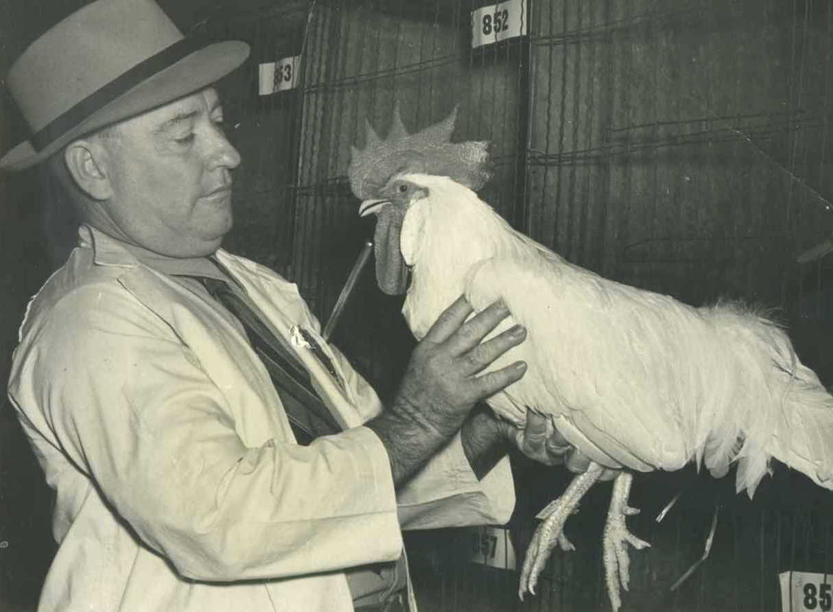 Poultry &amp; Pigeon Competition History