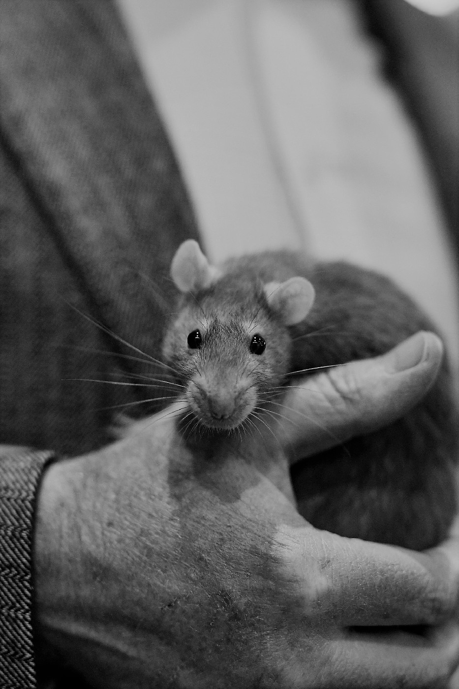 Rat &amp; Mouse Competition History