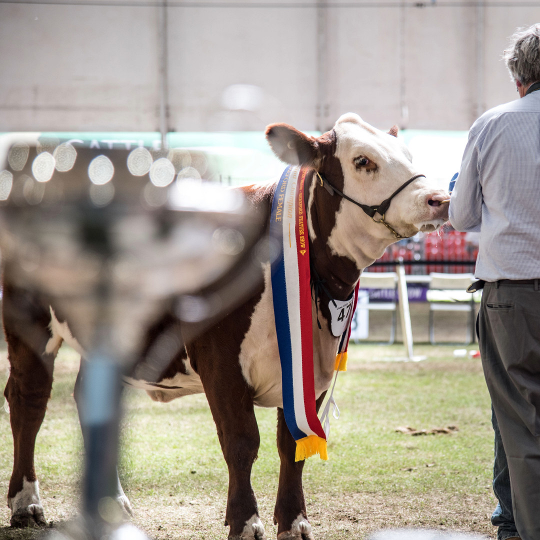 Cattle Perpetual Trophies - Beef
