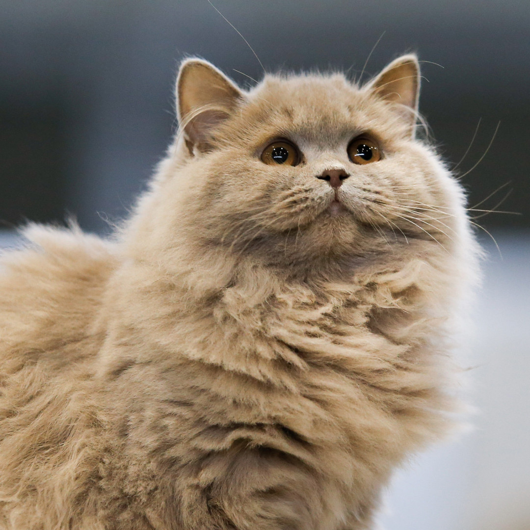 Cat Perpetual Trophies