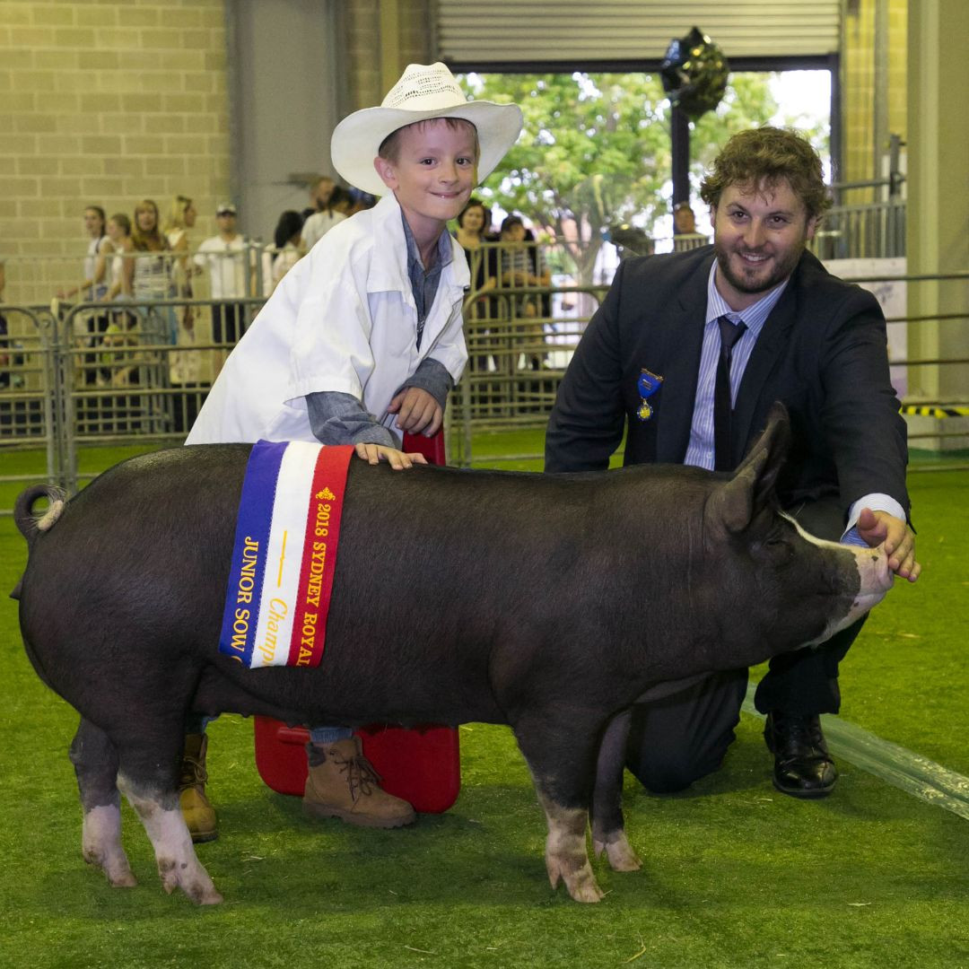 Pig Perpetual Trophies